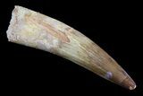 Large, Spinosaurus Tooth - Quality Specimen #70904-1